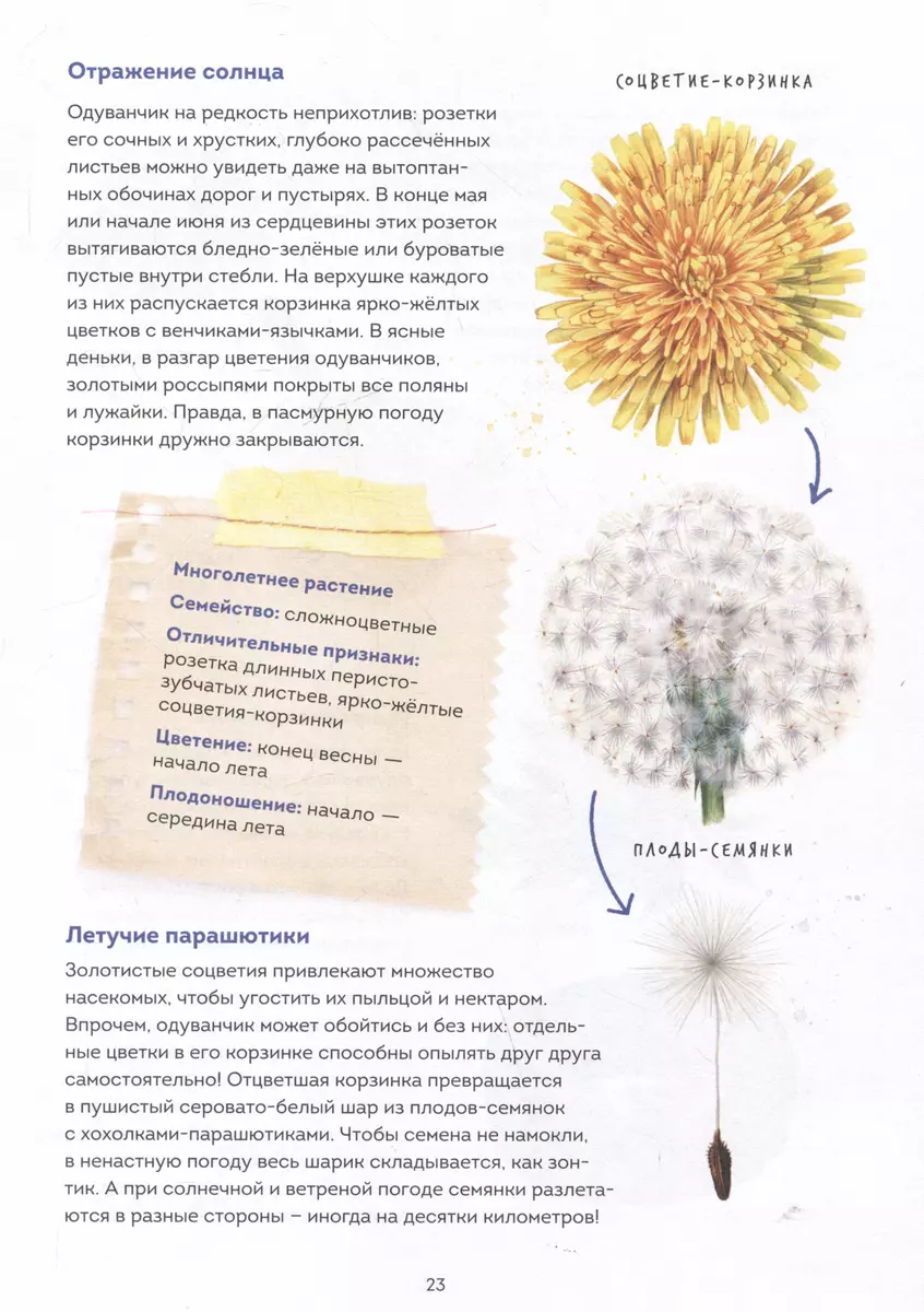 Mein Herbarium. Blumen und Kräuter (neu verpackt)