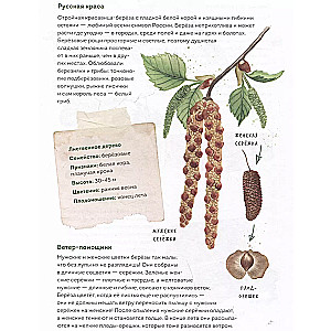 Mein Herbarium. Baumblätter (neu verpackt)