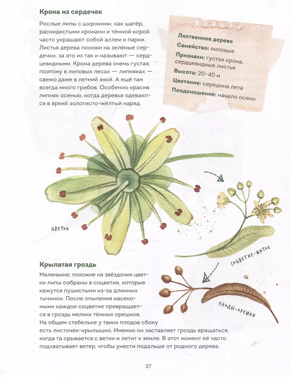 Mein Herbarium. Baumblätter (neu verpackt)