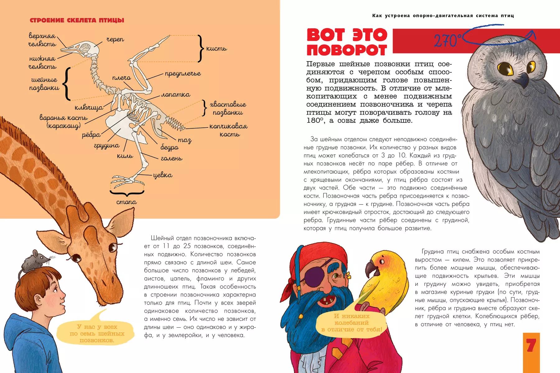 Vögel. Biologie. Physiologie