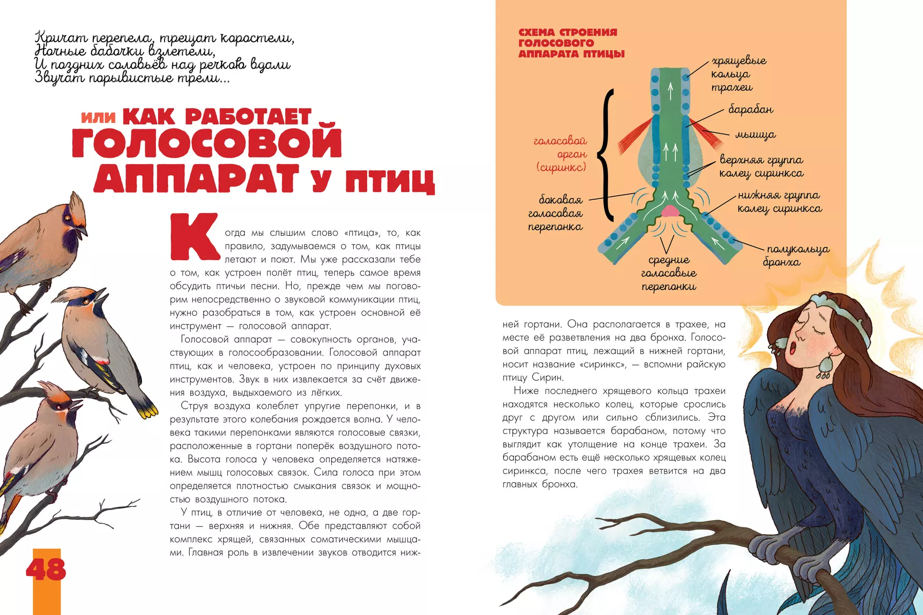 Vögel. Biologie. Physiologie