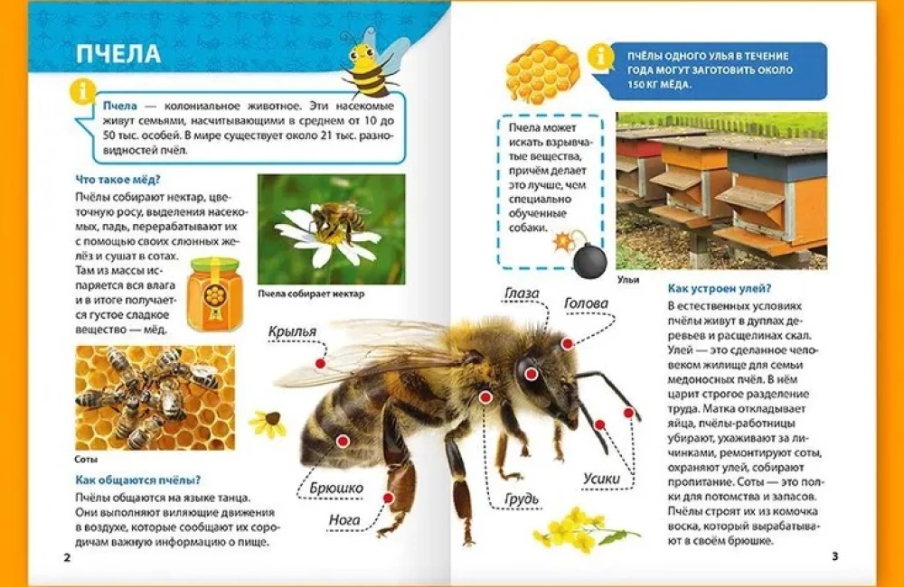 Enzyklopädie für kleine Warums. Insekten