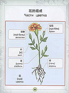 Visuelles Chinesisch-Russisches Wörterbuch für Kinder