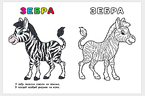 Зебра