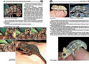 Хамелеоны. Содержание и разведение в домашних условиях