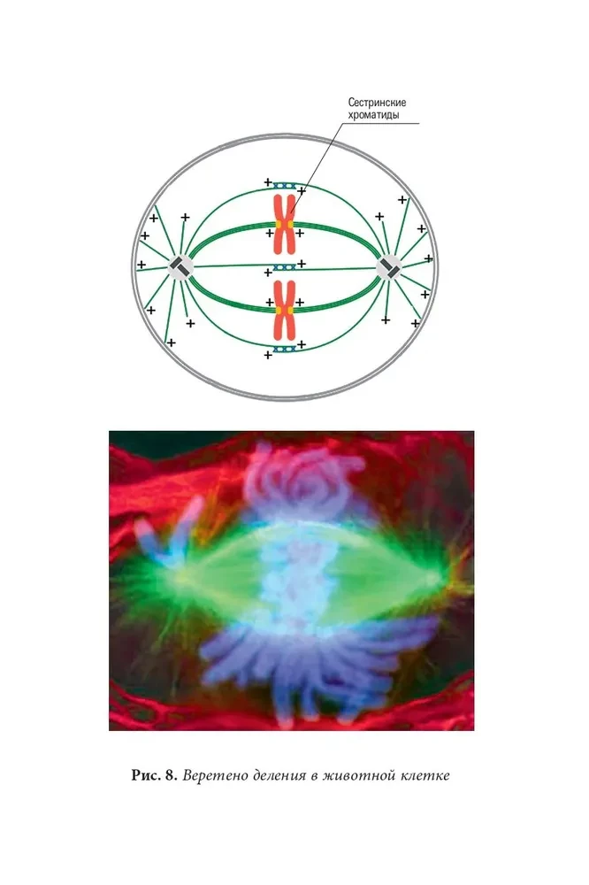 Quantenbiomechanik des Körpers. Methode zur Verbesserung des Bewegungsapparates. Teil 2