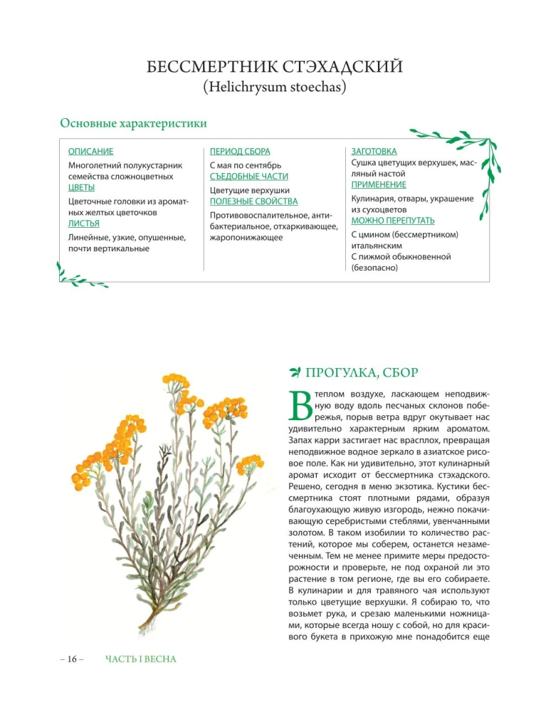 Гримуар травницы. Иллюстрированный справочник по сбору, заготовкам и полезным свойствам дикорастущих растений