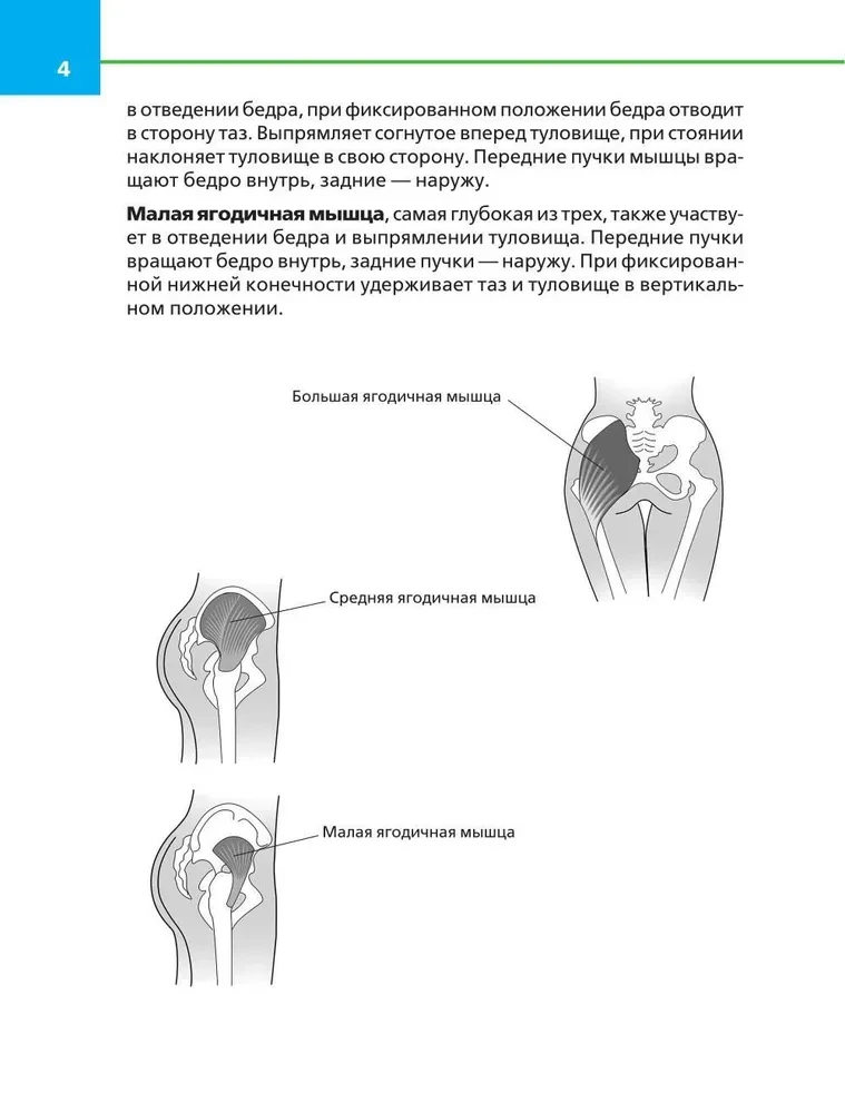 Упругие ягодицы. Эффективные упражнения для красивого тела