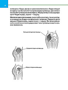 Упругие ягодицы. Эффективные упражнения для красивого тела