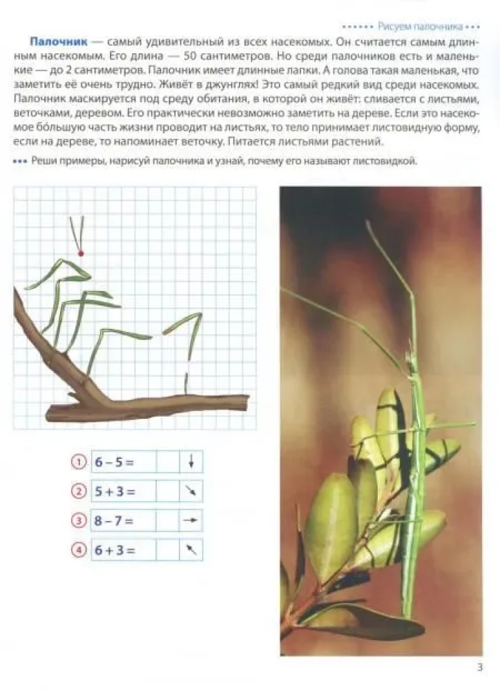 Wir gehen auf den Kästchen. Insekten. Grafische Diktate für Kinder von 6-7 Jahren