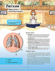 Atlas der Anatomie im Manga-Stil