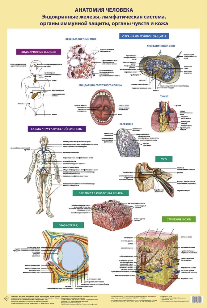 Anatomie des Menschen. Endokrine Drüsen, Lymphsystem, Organe des Immunschutzes, Sinnesorgane und Haut (in einer Röhre)