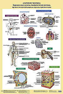 Anatomie des Menschen. Endokrine Drüsen, Lymphsystem, Organe des Immunschutzes, Sinnesorgane und Haut (in einer Röhre)