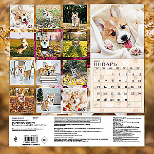 Charmante Corgis. Wandkalender für das Jahr 2025