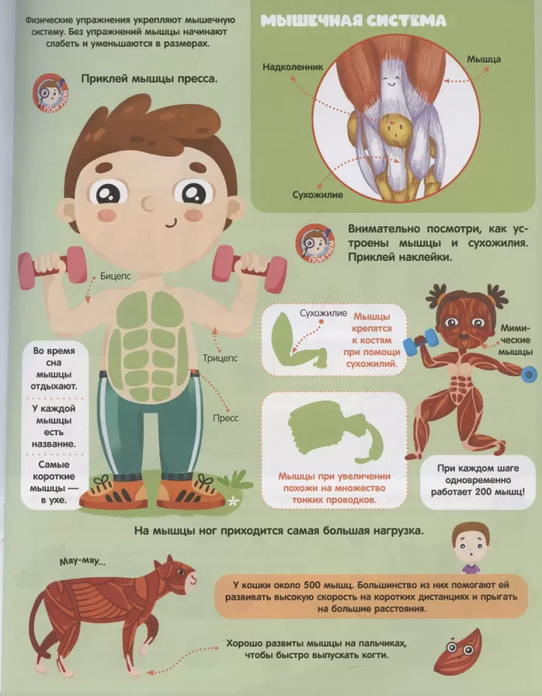 Spielen und Kleben. Anatomie