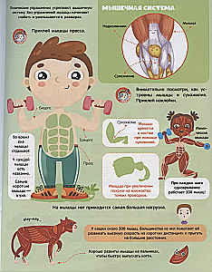 Spielen und Kleben. Anatomie