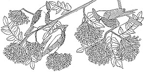 Malbuch. Vögel des Glücks. Male deine Welt und füge dem Leben Farben hinzu