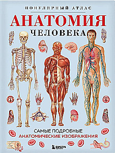 Анатомия человека. Популярный атлас. Самые подробные анатомические изображения