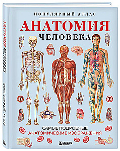 Анатомия человека. Популярный атлас. Самые подробные анатомические изображения