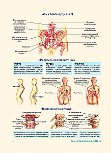 Анатомия человека. Популярный атлас. Самые подробные анатомические изображения