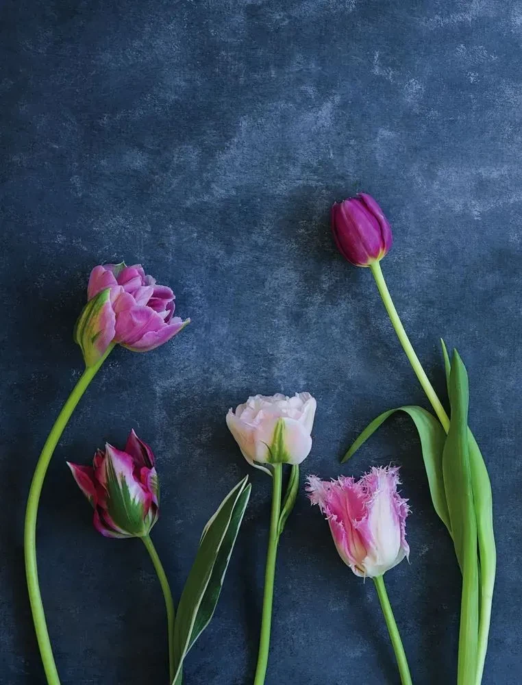 Tulpen. Wundervolle Blumen für Haus und Garten