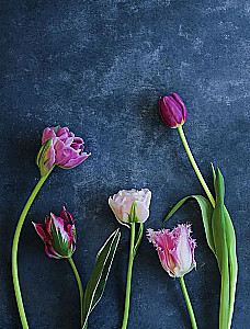 Tulpen. Wundervolle Blumen für Haus und Garten