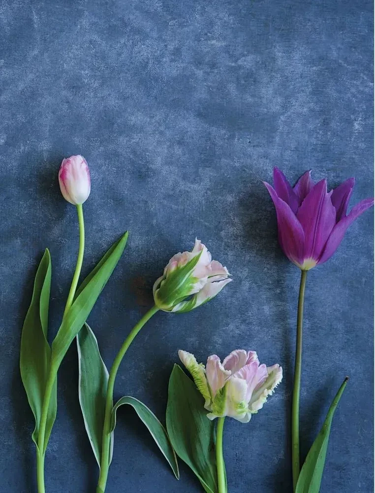 Tulpen. Wundervolle Blumen für Haus und Garten