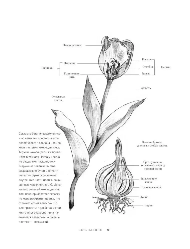 Tulpen. Wundervolle Blumen für Haus und Garten