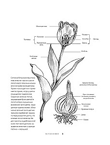 Tulpen. Wundervolle Blumen für Haus und Garten