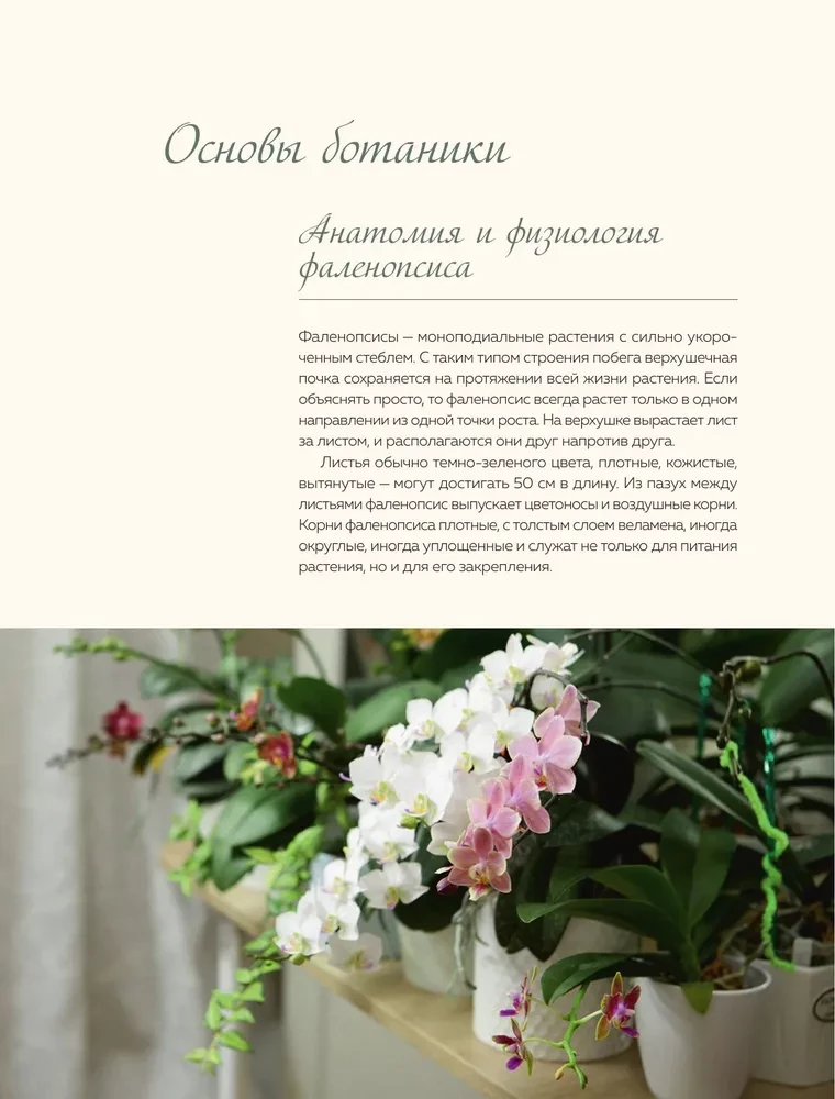 Wunderschöne Orchideen. Praktisches Pflegehandbuch für Anfänger